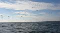 The Birds